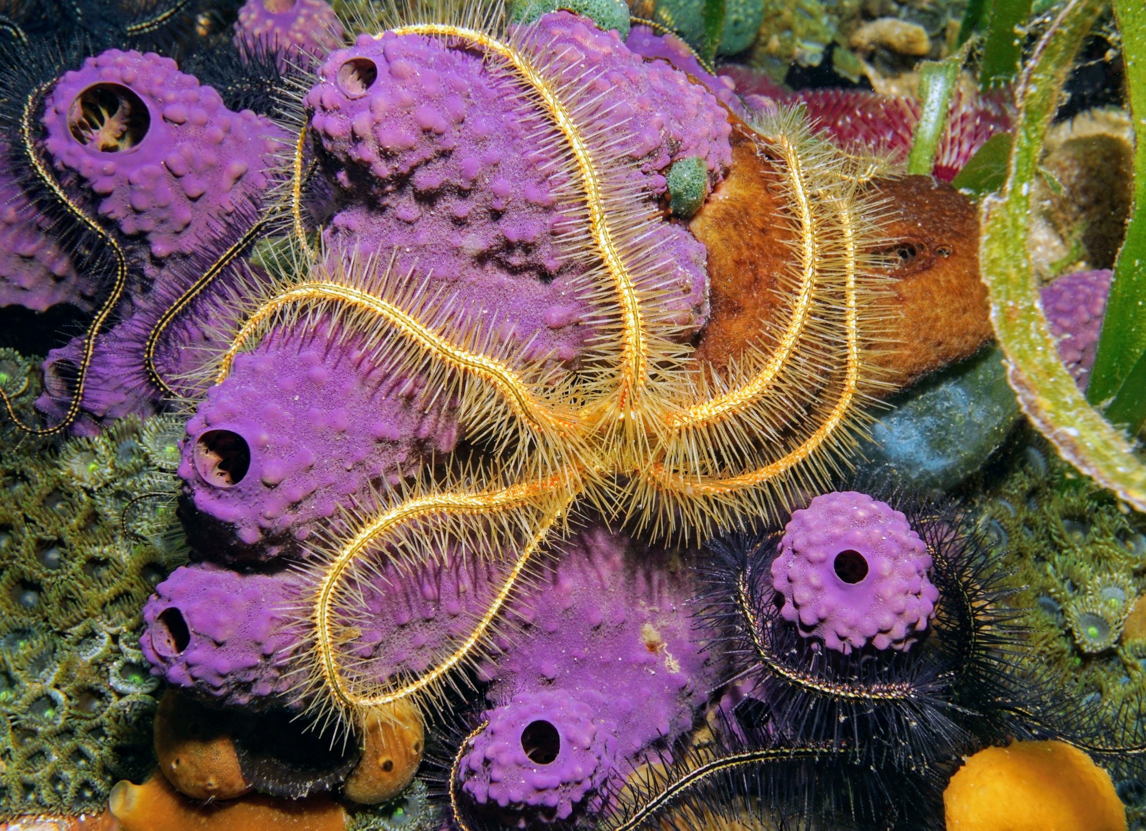 Some marine species have had the same jobs for millions of years