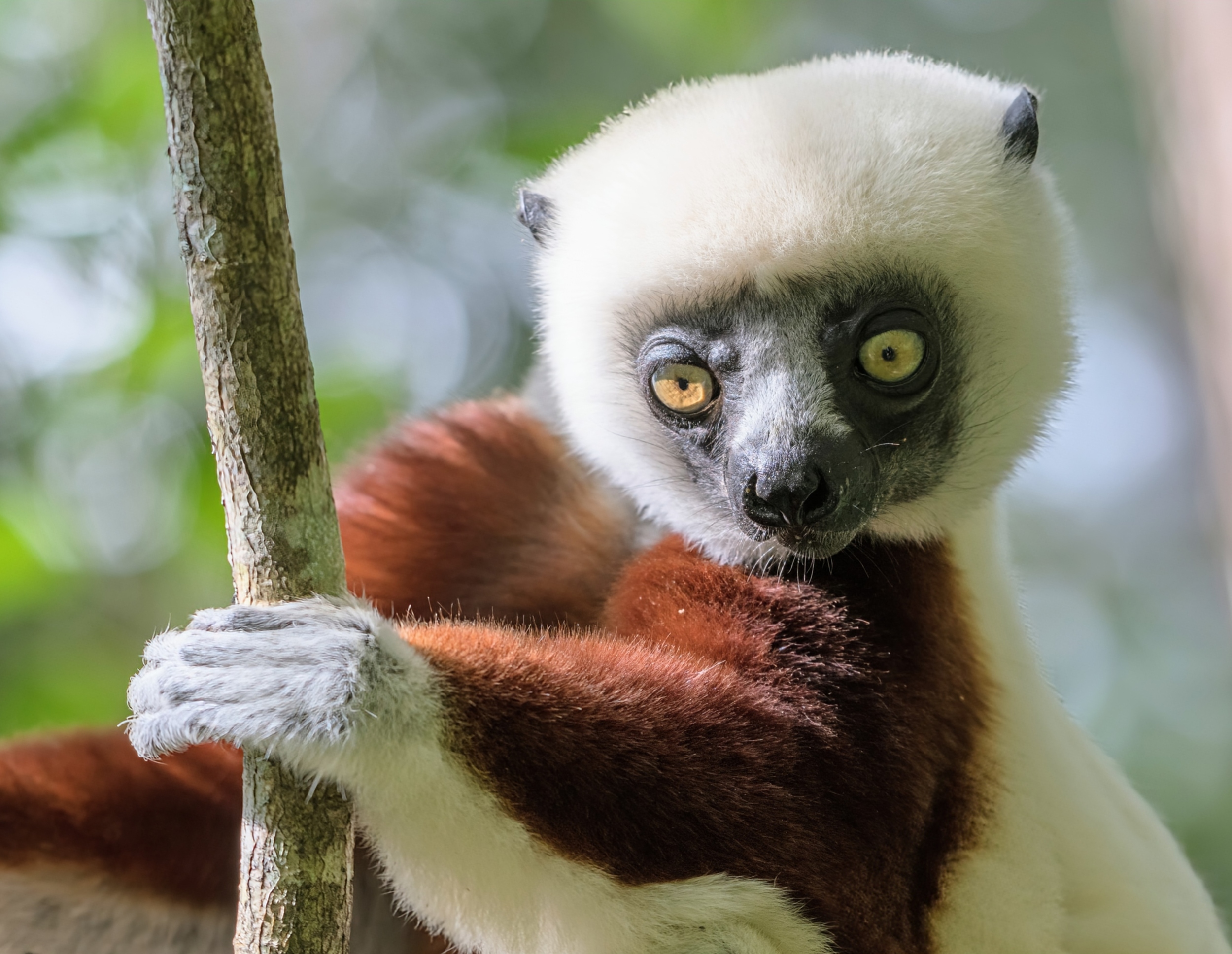 Lemur evolution happened in waves, not a single burst