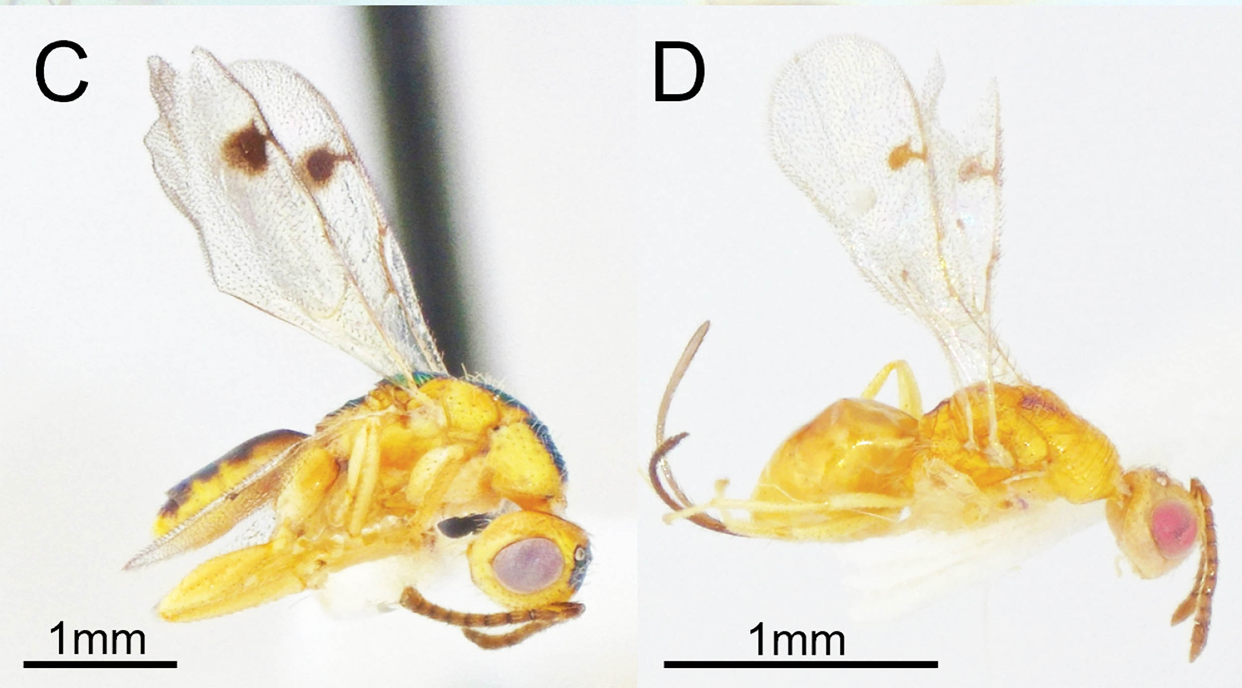 Invasive parasitic wasps quietly crossed oceans, now thriving in U.S. oak trees