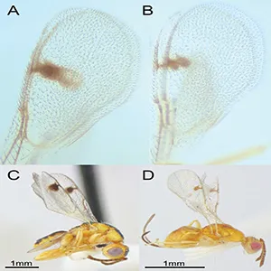 Two species of Bootanomyia dorsalis wasps introduced to North America from Europe A, B variation in the extent of wing infumation from a single collection of B. dorsalis sp. 2 from Neuroterus washingtonensis in Metchosin, BC C a male B. dorsalis sp. 1 collected from New York D a female B. dorsalis sp. 2 from the Pacific coast of North America. Body coloration of both C and D wasps are representative of their respective species regardless of sex. Credit: Journal of Hymenoptera Research