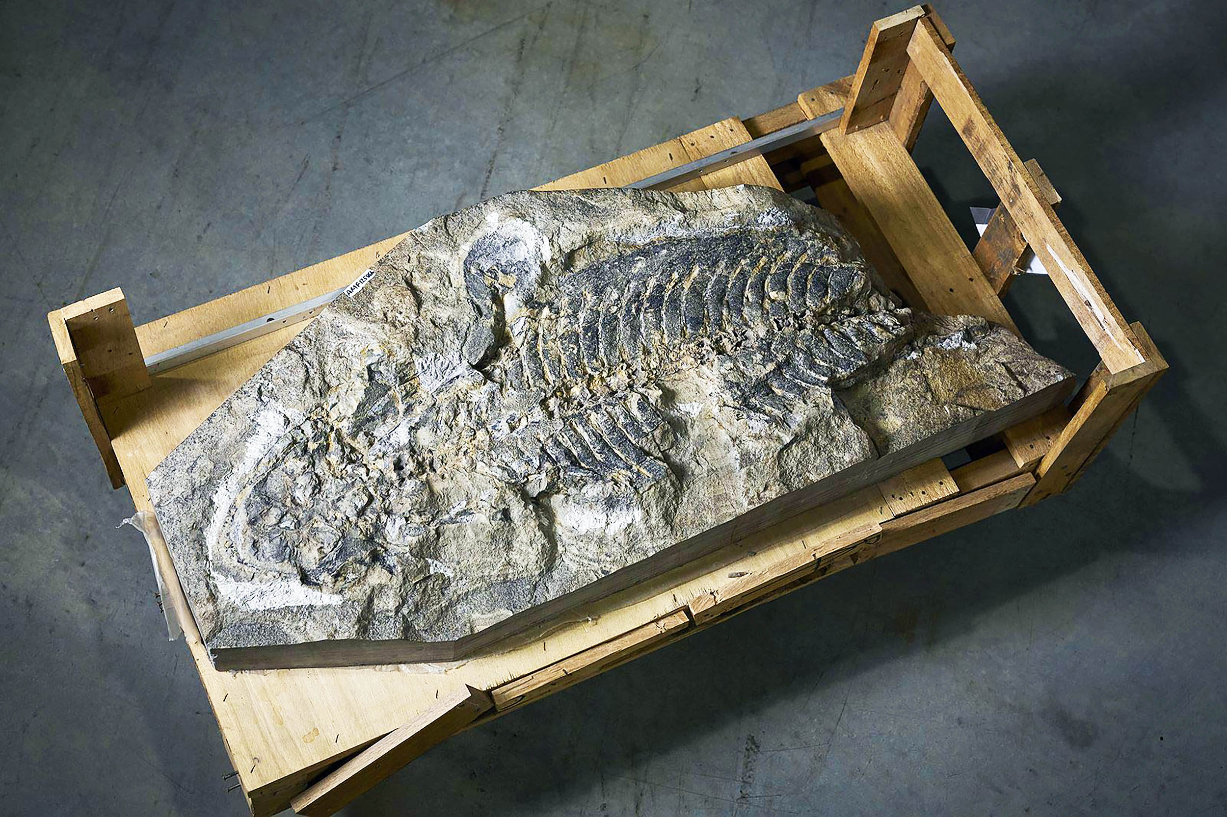 240-million-year-old giant amphibian fossil found inside a wall