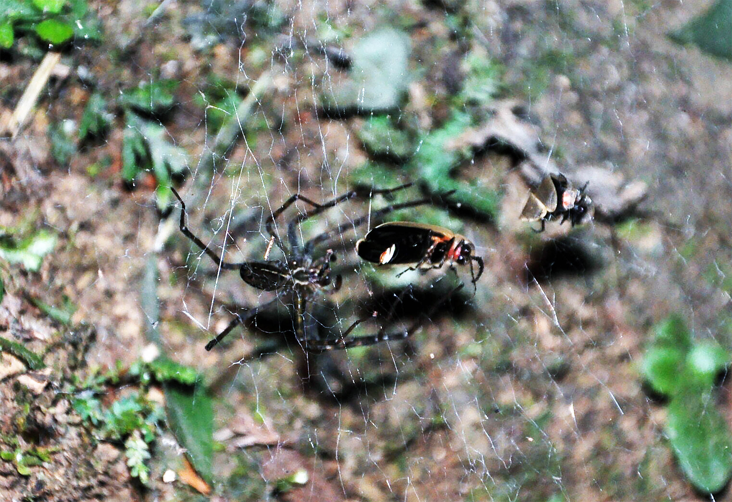 AI Generated News: Spiders Use Firefly Glow as Deadly Lures – Shocking Predator Tactics!