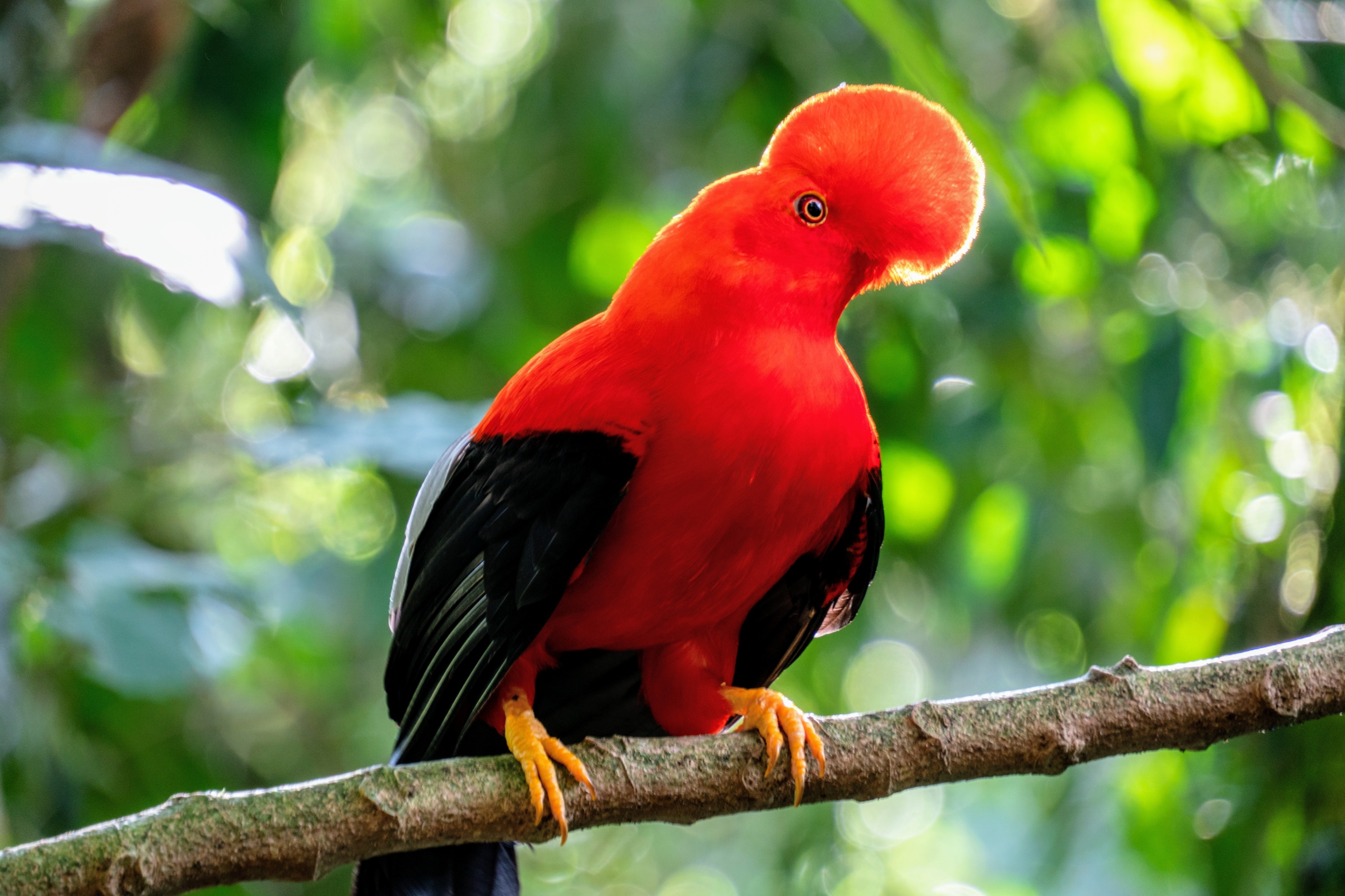 https://cff2.earth.com/uploads/2025/08/31071217/Birdwatching.jpg