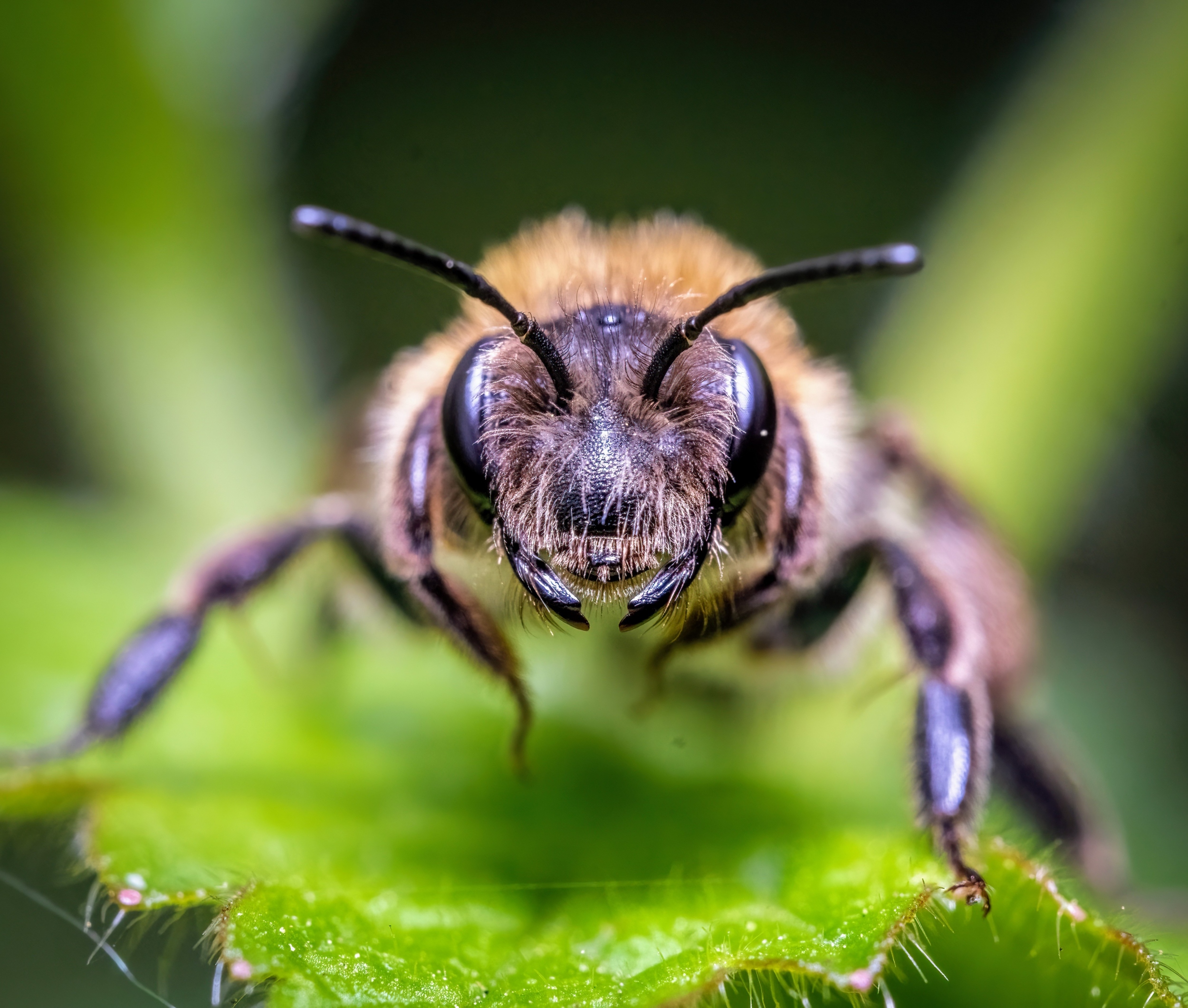 Эртний чулуужсан олдвор аварга үе хөлтний угсаа гарлыг өөрчиллөө
