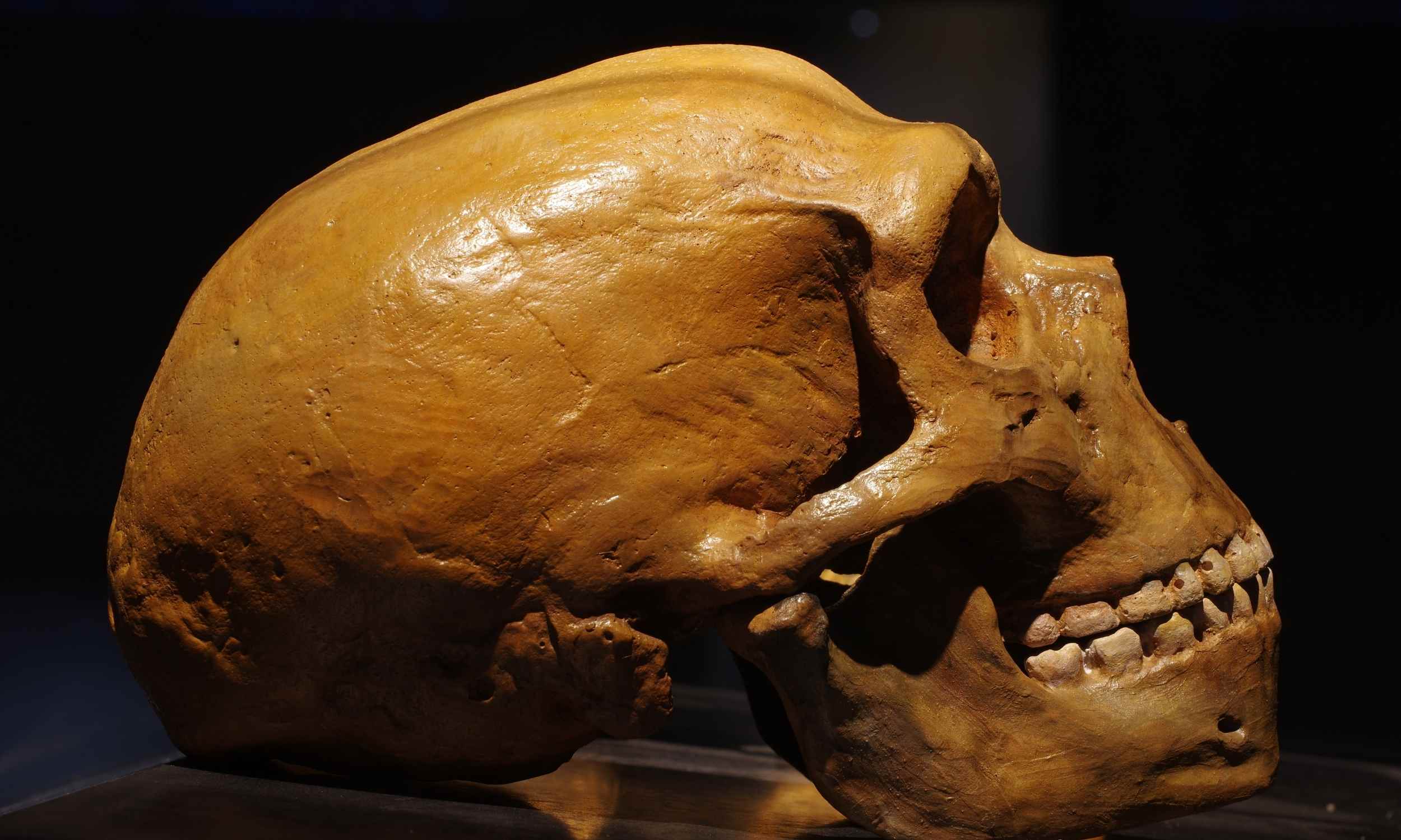 Humans inherited Neanderthal genes that limit our muscle activity