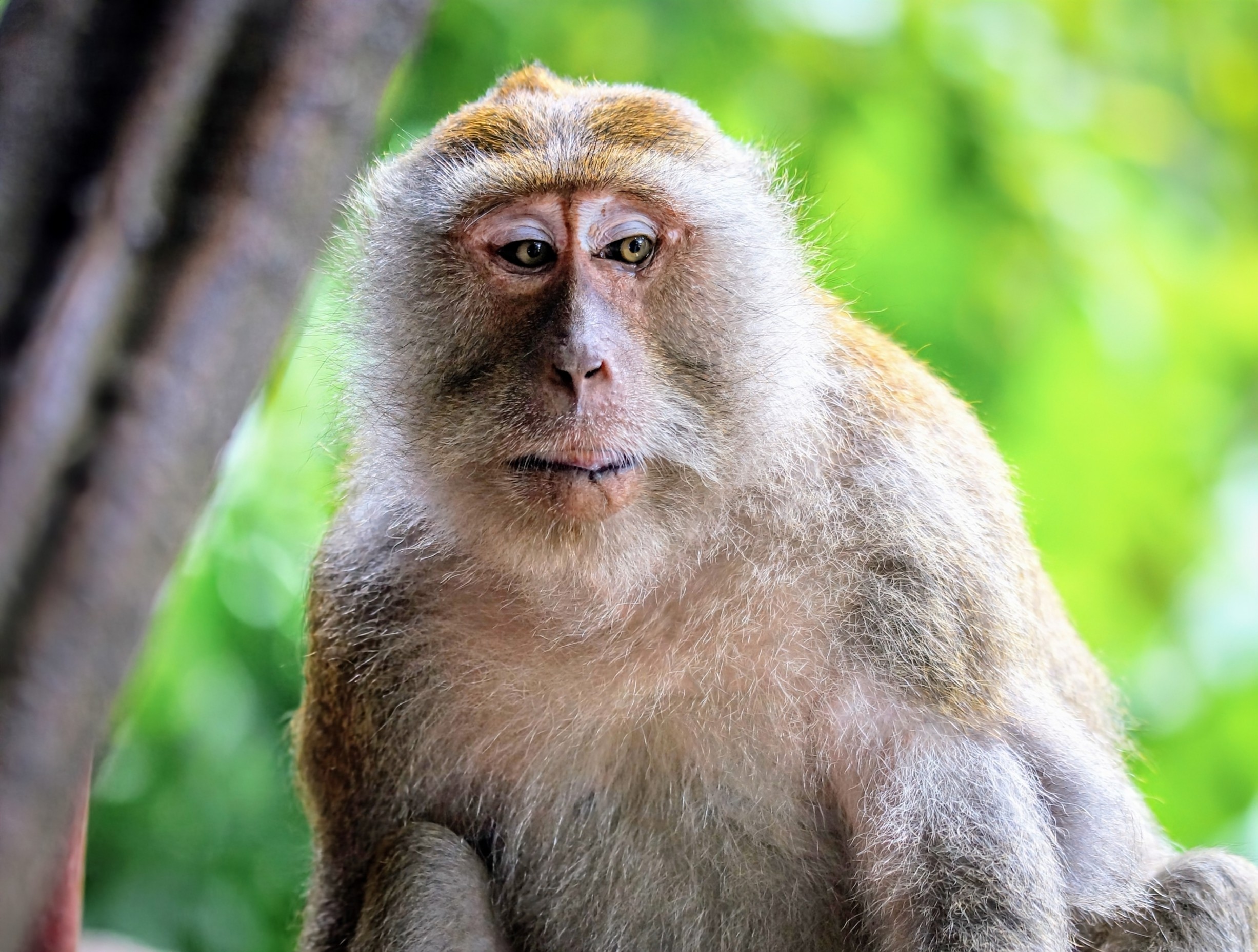 International Primate Day: Listening to the voices of the wild