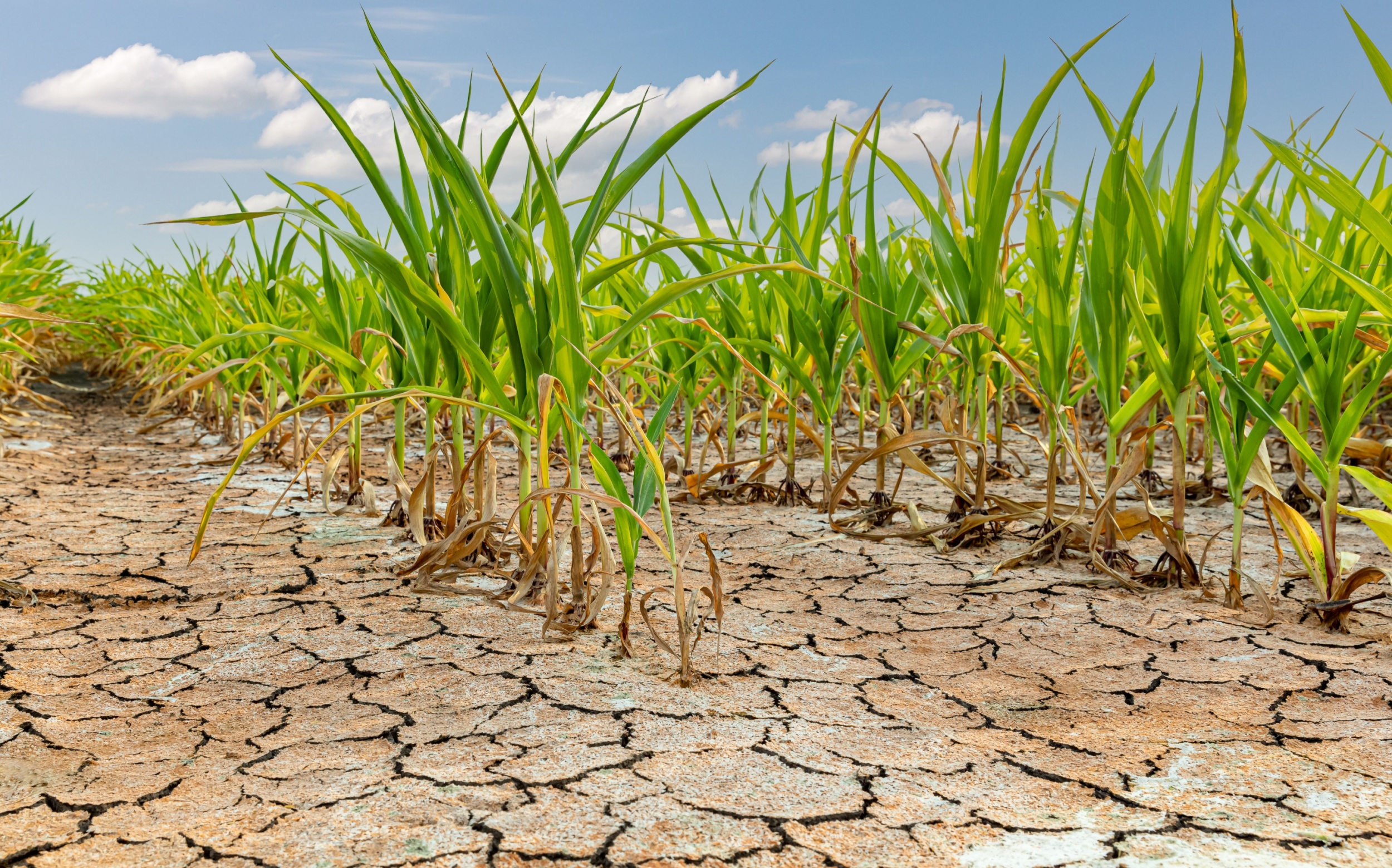 Ургамлууд ган гачигт өртсөний дараа ургалтаа золиослон амьд үлдэхийг сонгодог байна