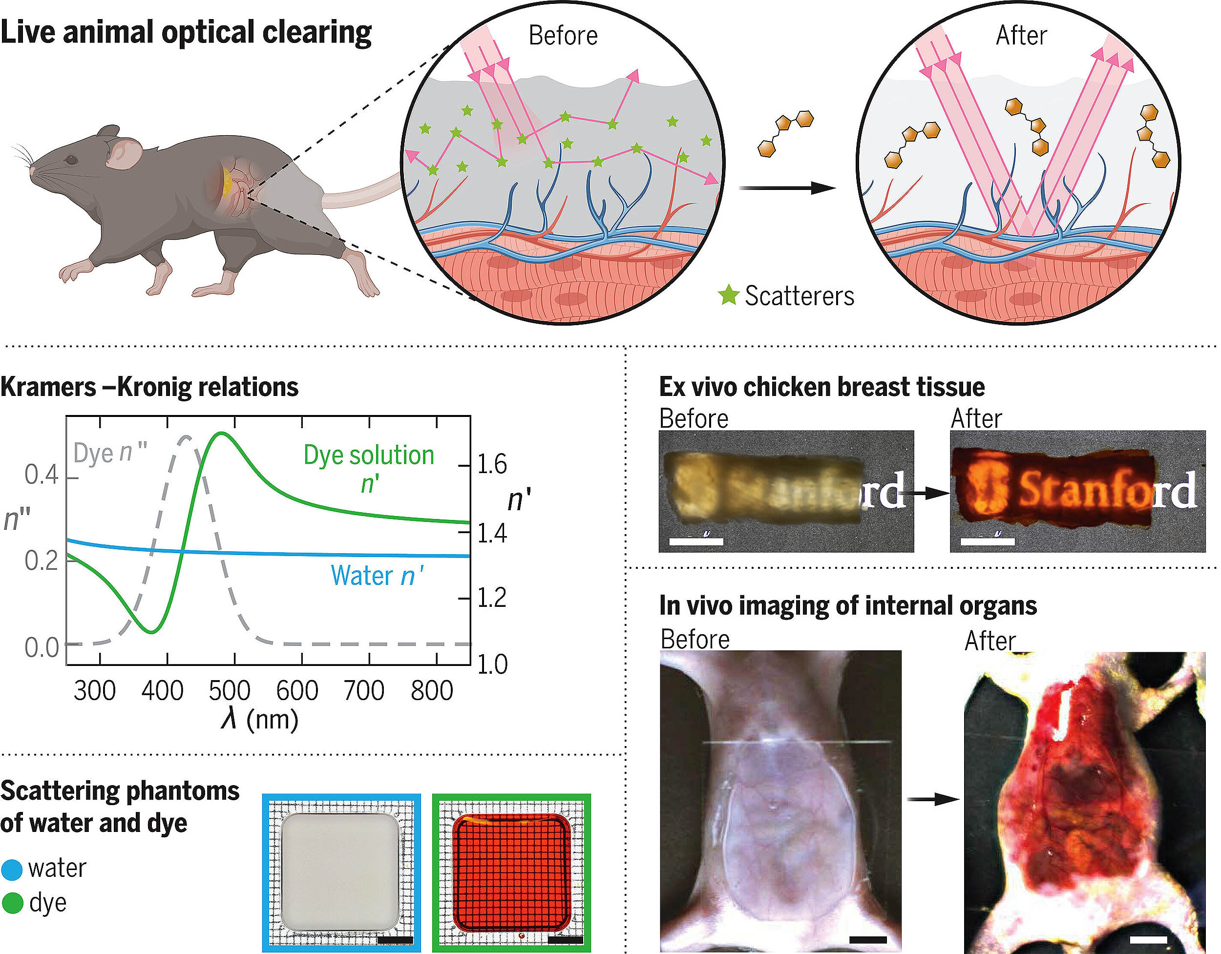 Doritos ingredient helps scientists create “see-through” mice