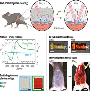 Strongly absorbing molecules dissolved in water can modify the RI of the aqueous medium through the Kramers-Kronig relations to match that of lipids. This approach can render various samples transparent, including scattering phantoms, chicken breast tissue, and live mouse body for visualizing a wide range of deep-seated structures and activities. Scale bars, 5 mm. Credit: The schematic was prepared using BioRender.com