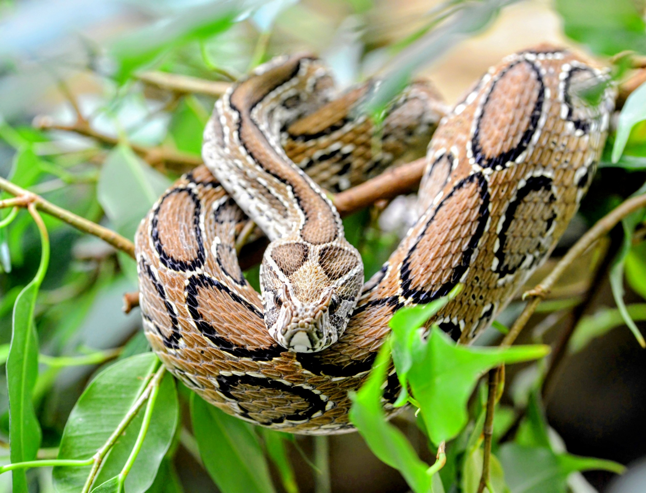 Climate change is pushing venomous snakes into new regions