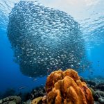 Hot oceans weaken Earth’s carbon sink
