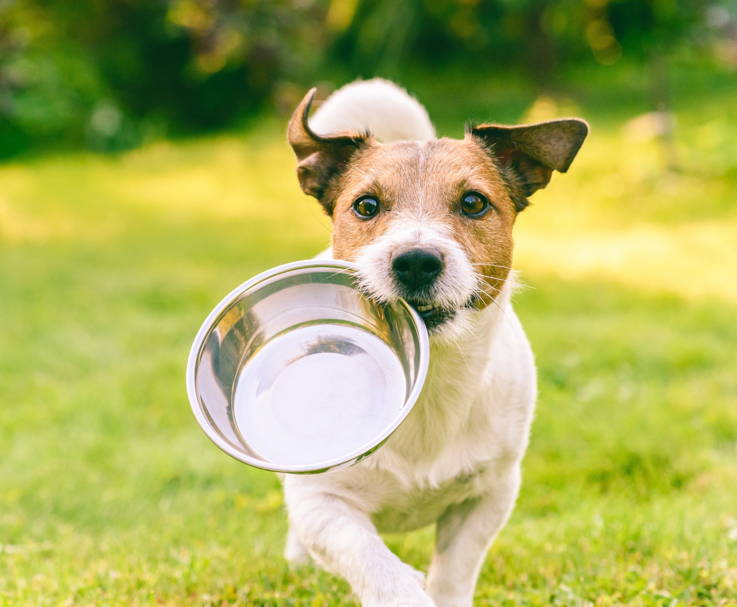 Meat or vegan? Scientists learn which diet is healthier for dogs Meat or vegan? Scientists learn which diet is healthier for dogs