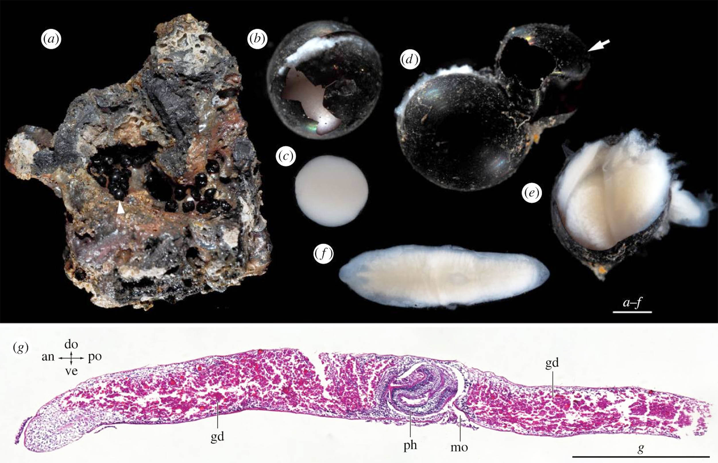 Egg capsules of flatworms found in one of Earth’s deepest trenches