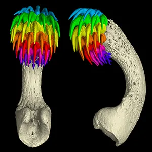 CT (computed tomography) scan of the adult male Spotted Ratfish frontal clasper (Tenaculum) covered in rows of teeth (rainbow colors). Credit: Karly Cohen and Ella Nicklin
