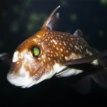 Common ratfish found to have a very uncommon row of teeth on its forehead called tenaculum