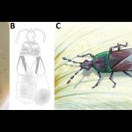 99-million-year-old bug, Shaykayatcoris michalskii, hints flowers had very different pollinators. Credit: Eötvös Loránd University