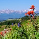Remote mountain meadow confirms global insect crisis