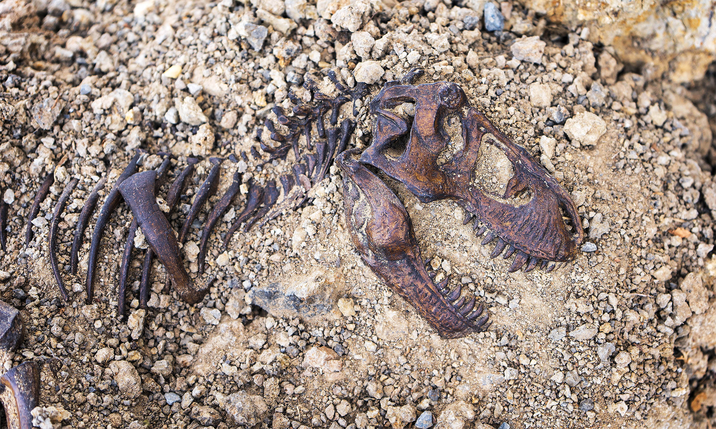 Why some animals become immortalized in stone as fossils