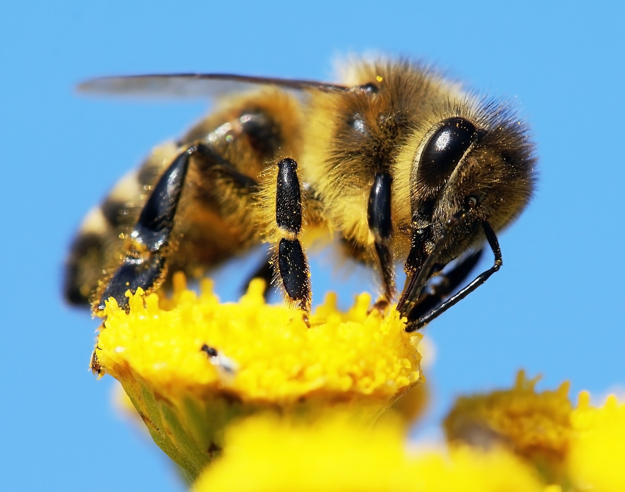 Hidden eye sensors help bees find their way home - Earth.com