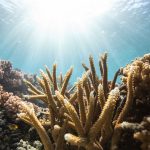 Corals reveal a surprising new way to see light
