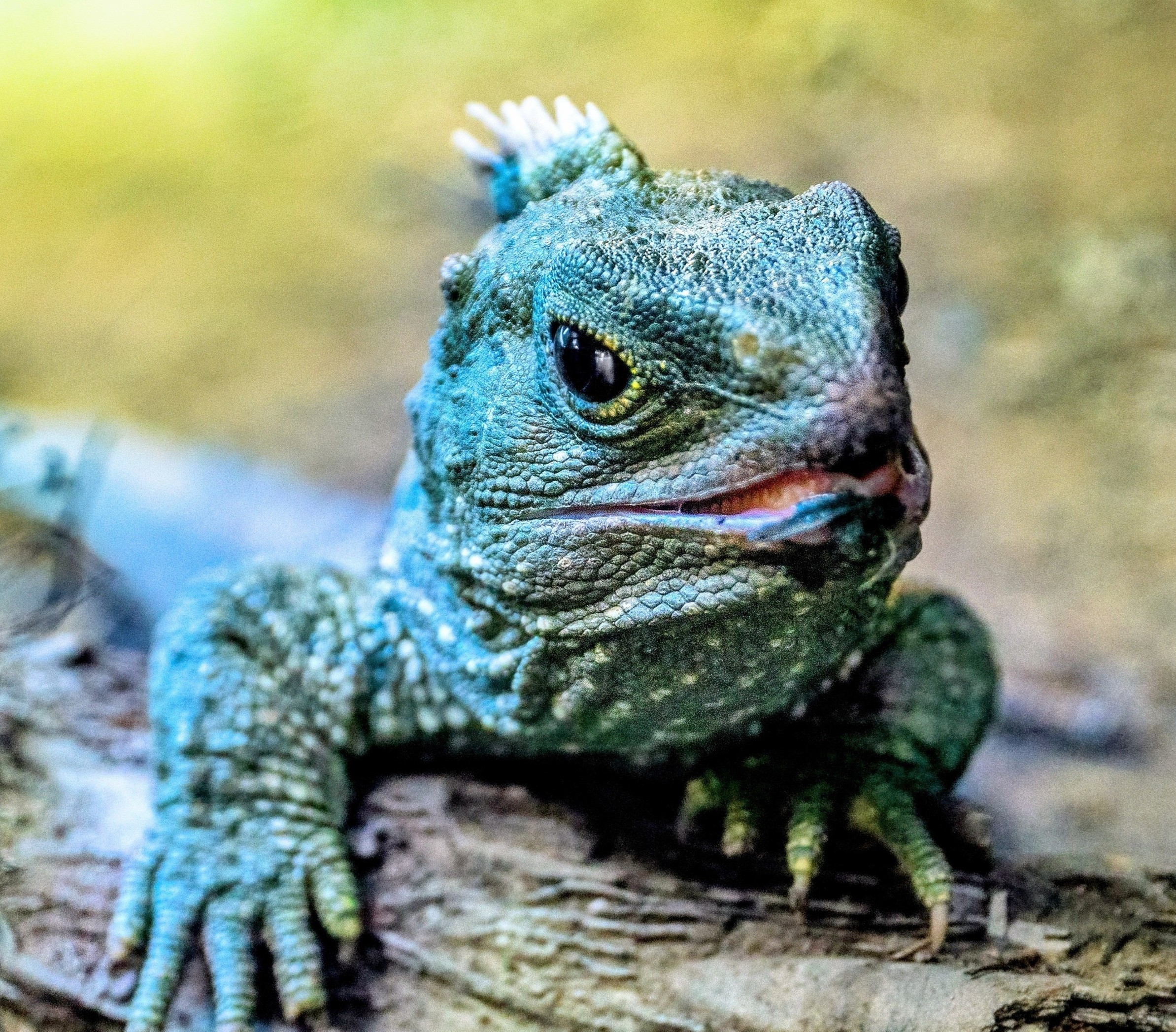 Амьтдын төрөл зүйлүүд хурдацтай устаж байгаа ч “Олноор устаж мөхөх” түвшинд хүрээгүй байна
