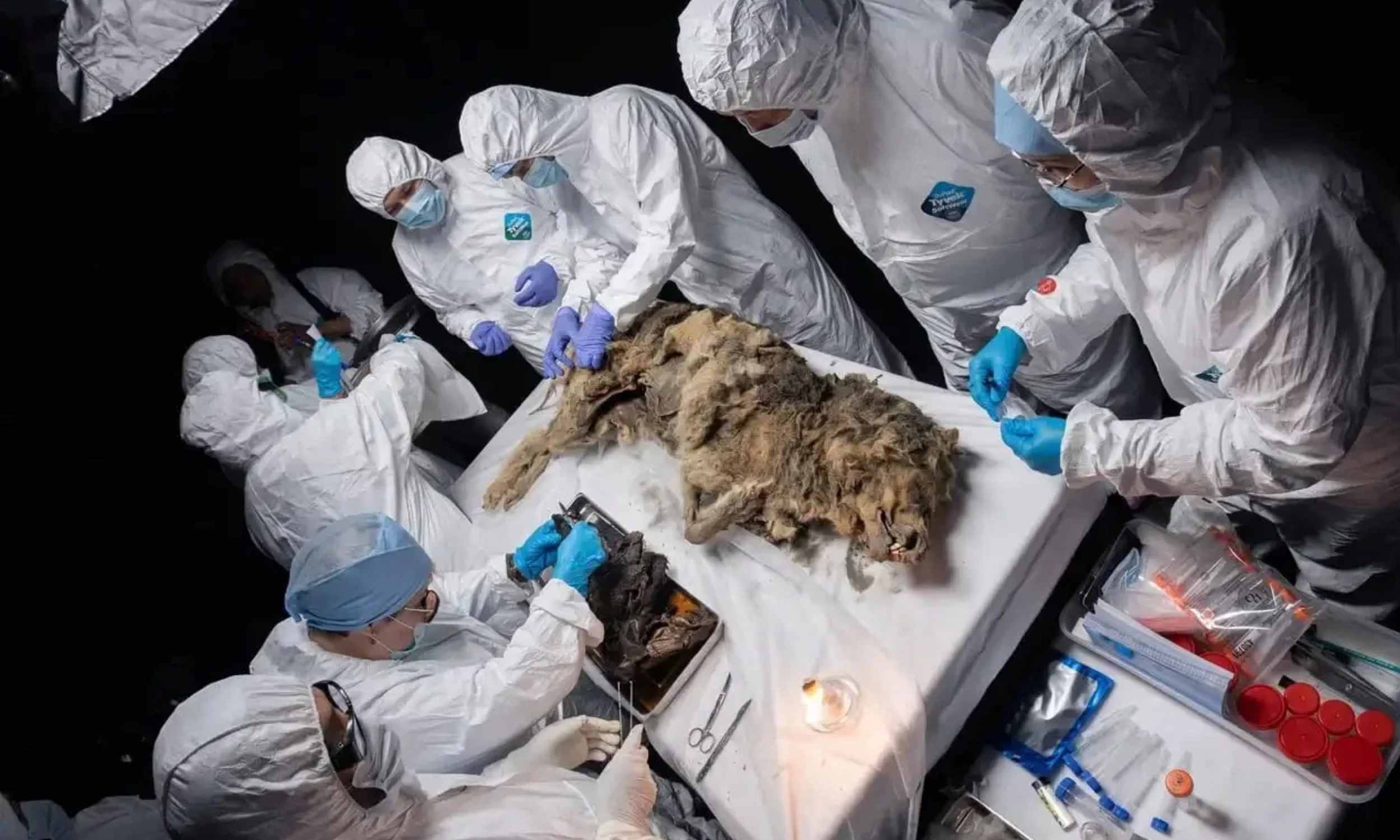 After 44,000 years under the ice, this wolf looked almost alive