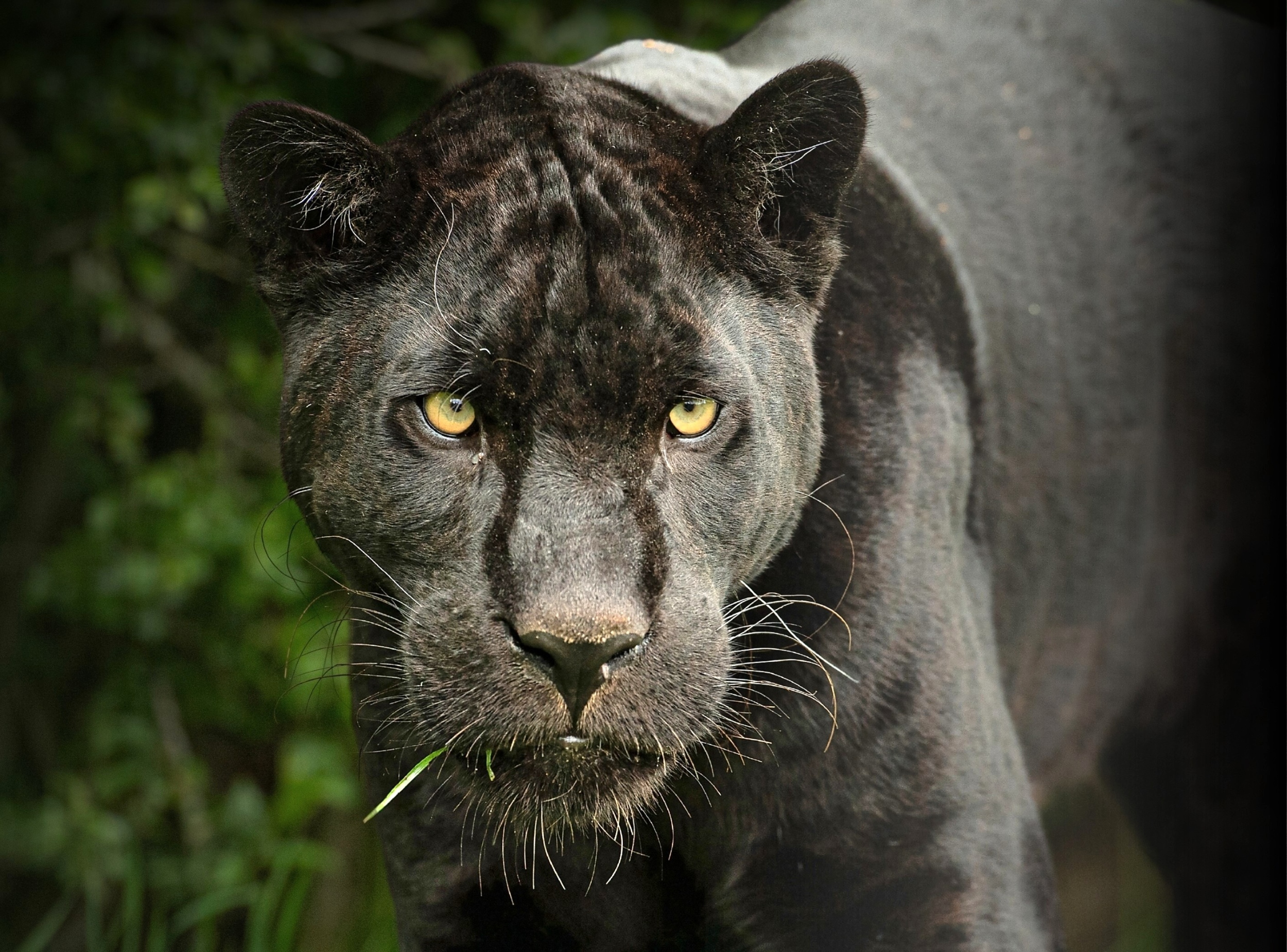 AI Generated Newscast About Jaguars: Rare Black Jaguar Mating Caught on Camera – Shocking Footage!