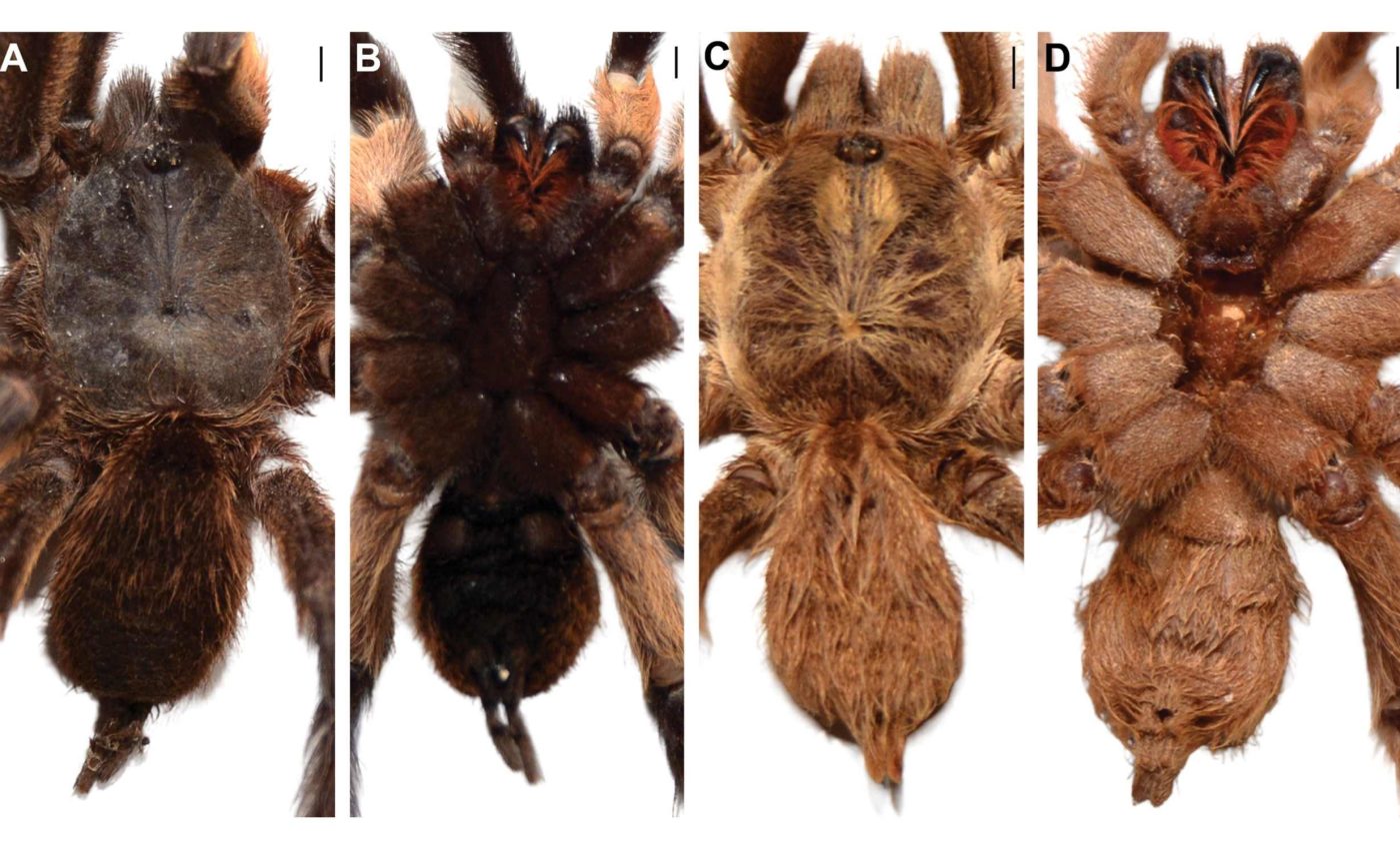 This new tarantula was named for its enormous sex organs - Earth.com