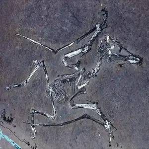 The hatchling Pterodactylus, nicknamed Lucky, illuminated UV light. Both part and counterpart show the delicate bones of this tiny pterosaur, capturing a fractured wing in extraordinary detail. Credit: University of Leicester