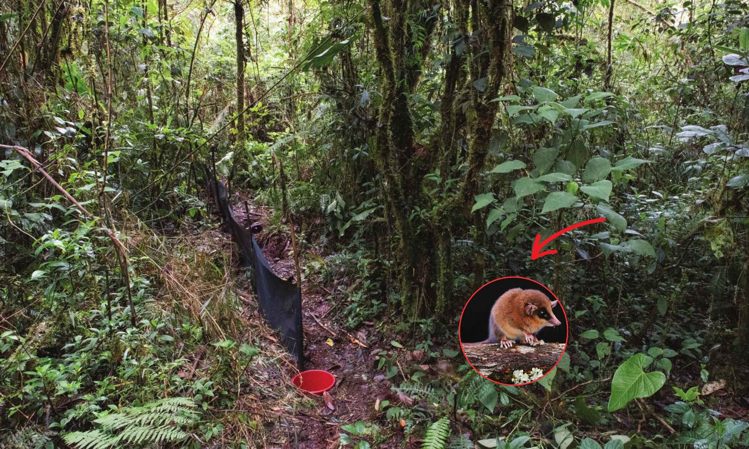 New species of mouse opossum discovered that has a tail longer than its body