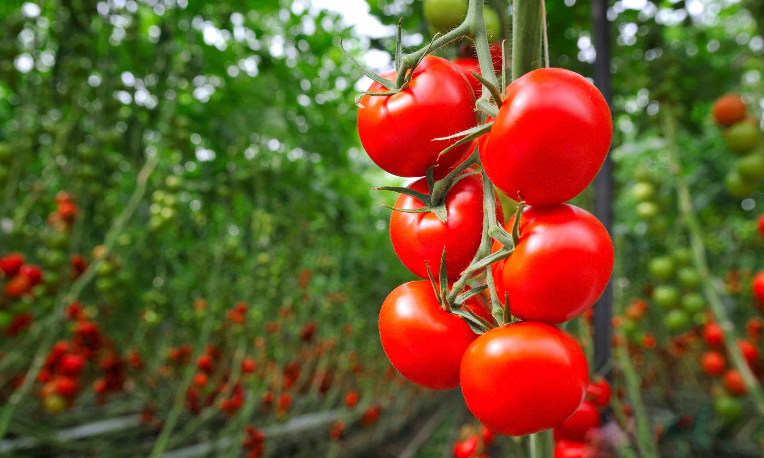 This Swiss trick makes tomatoes bear fruit much faster
