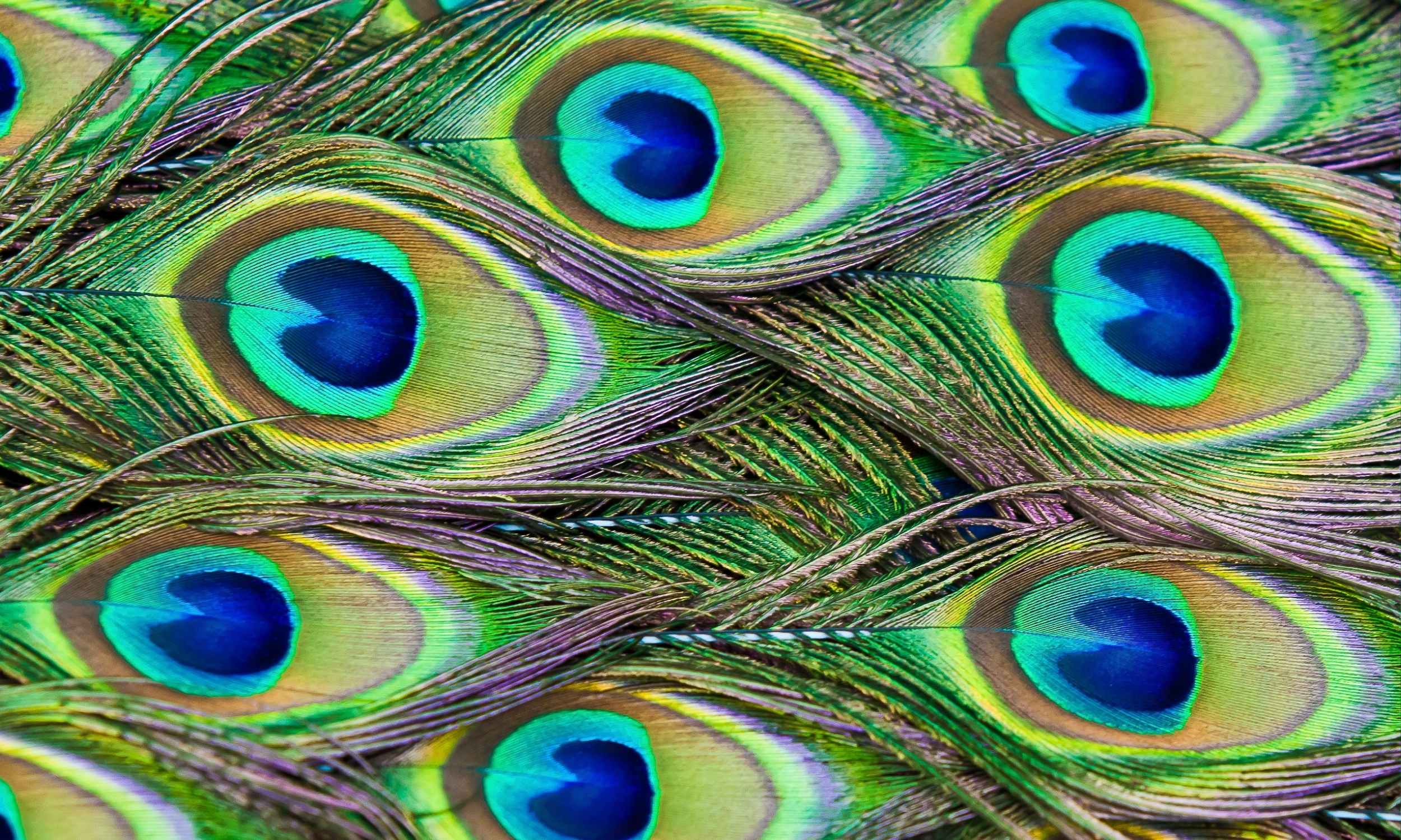 AI Generated Newscast About Peacock Feather Lasers Shocks Scientists—Nature’s Hidden Light Show!