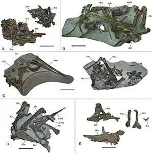 New genera and species of ancient penguins (Daniadyptes primaevus gen. et sp. nov., Waiparadyptes gracilitarsus gen. et sp. nov., Archaeodyptes waitahaorum gen. et sp. nov., Waimanutaha kenlovei gen. et sp. nov.) and a small species, which is tentatively assigned to the taxon Kupoupou. The fossils show previously unknown features of the earliest penguins, such as well-developed basipterygoid processes and a long hind toe, and for the first time gastroliths are preserved in a stem group sphenisciform. The very small D. primaevus as well as W. gracilitarsus and A. waitahaorum exhibit plesiomorphic features, which support a position outside a clade formed by M. tuatahi and more crownward taxa. Credit: Gerald Mayr