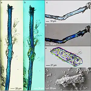 Archaeological elongated blue micro-fragments extracted from the innermost second mold plant. Credit: PLOS One (2025)