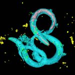 Worms activate an ancient sleep circuit by twitching when trapped by predators