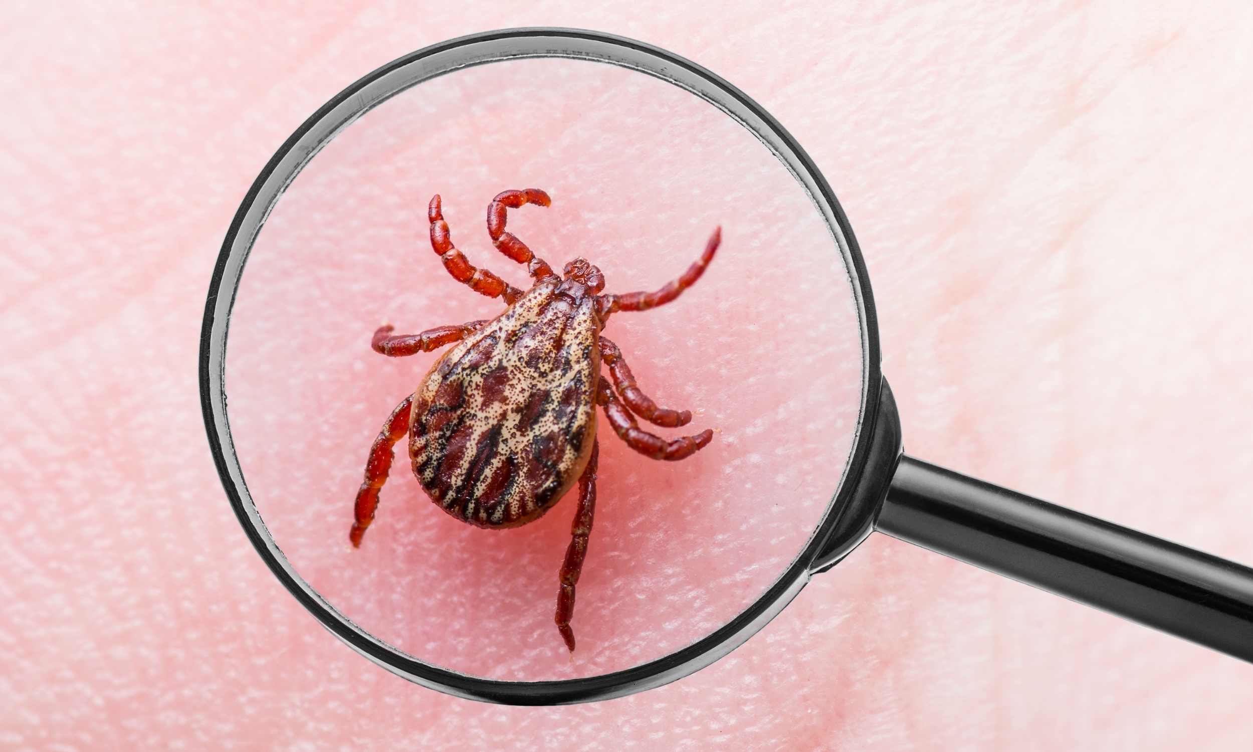 How ticks feed on human bodies without being detected