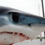 40,000 years ago, humans were already fishing for tuna and sharks in deep waters