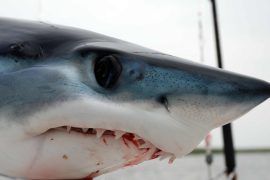 News article thumbnail