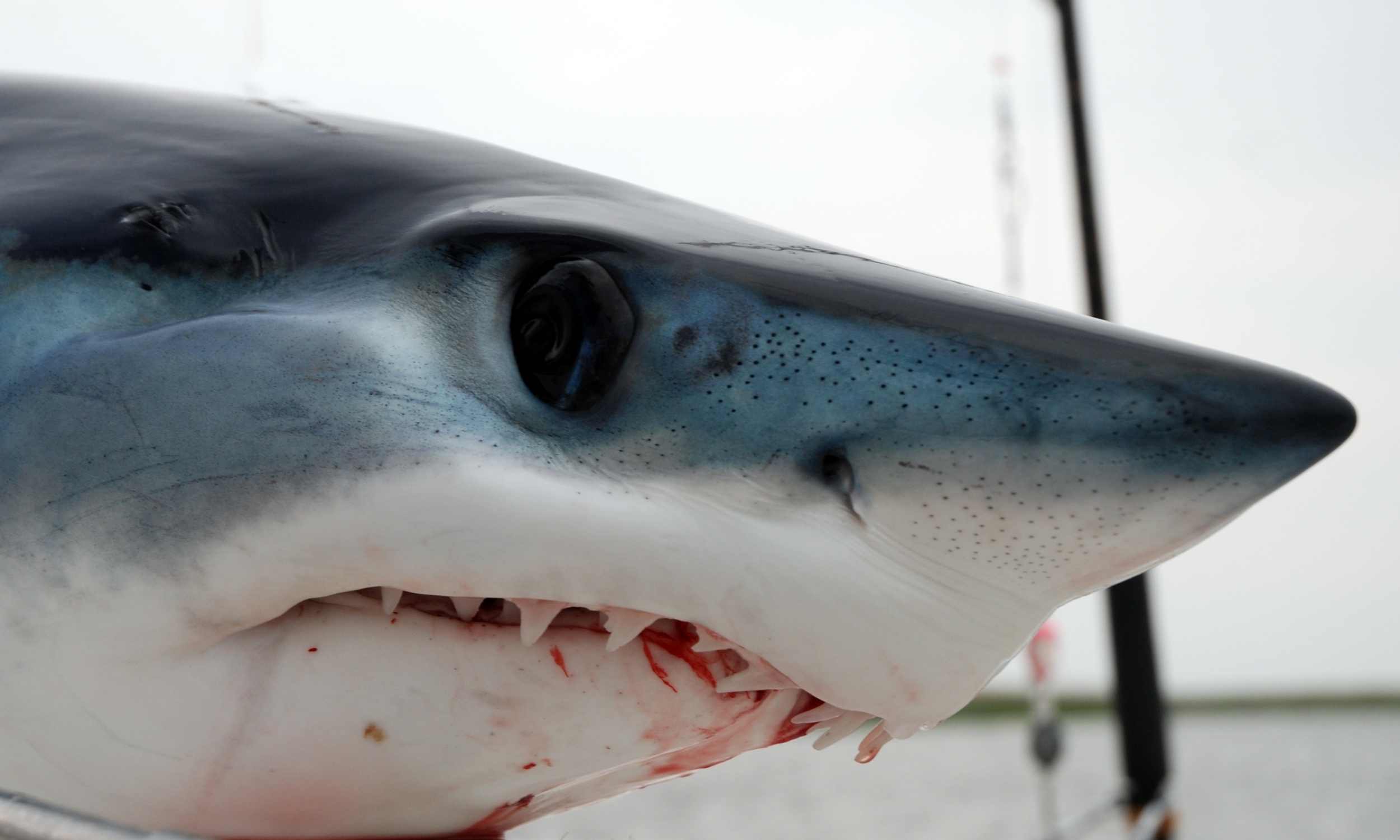 40,000 years ago, humans were already fishing for tuna and sharks