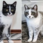 A genetic mutation gives cats a new coat color similar to salted licorice