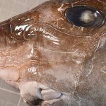 Fishermen catch a large-eyed shark never before documented in the country