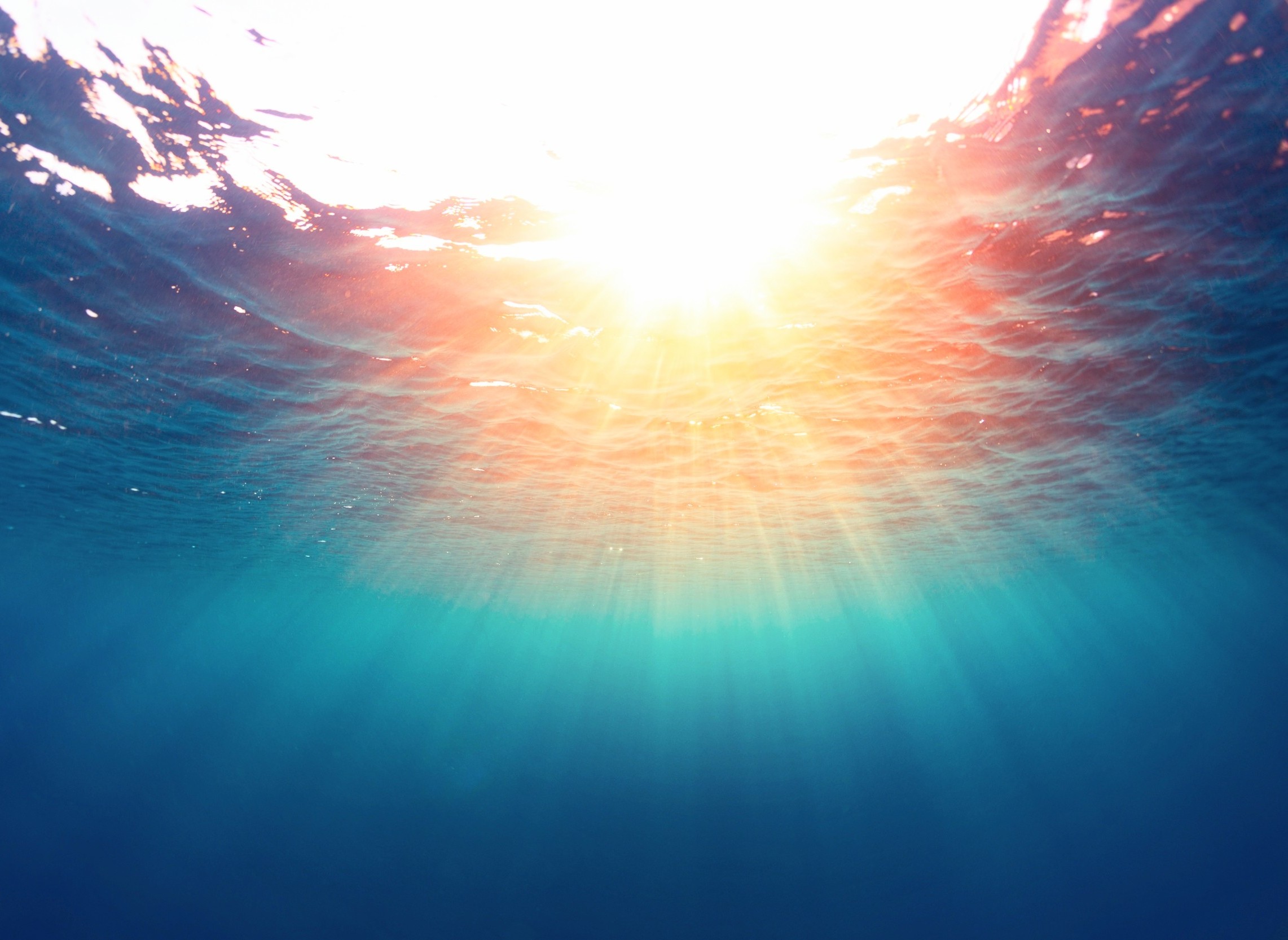 Tiny ocean microbes in the sea