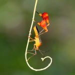 Matador bugs wave their flashy neon legs to distract predators