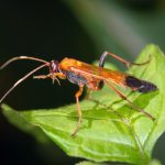 Wasps shine a light on 'dark biodiversity' in rainforests