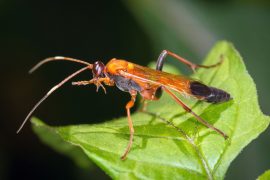 News article thumbnail