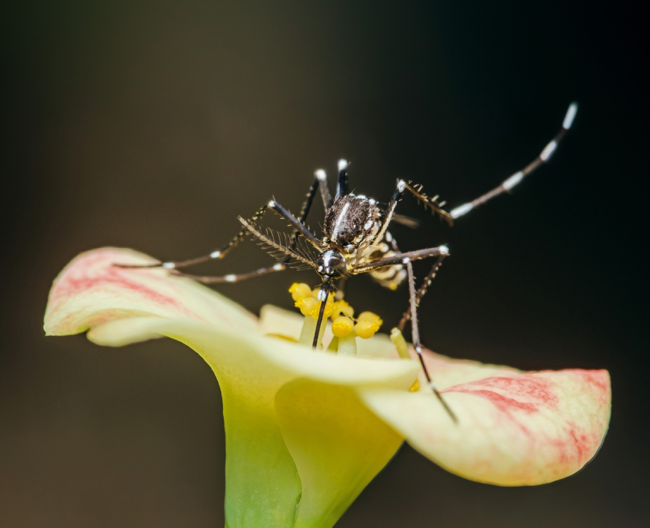 Is Rising Heat Fueling a Surge in Dengue Fever Cases?