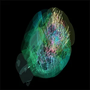 Visualization of 75,000 neurons (colored dots) active across the brain of an adult mouse across different stages of a decision-making task. Dot size reflects a cell’s average firing rate, such that larger dots indicate more active neurons. The color of each dot represents a different grouping of related brain regions. Data collected as part of the International Brain Laboratory’s effort to create a whole-brain map of behavior. Credit: Dan Birman (University of Washington/Allen Institute)