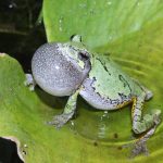 Frogs settle for average mates when dating gets too noisy
