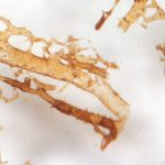 Hemoglobin and other blood molecules found preserved in dinosaur fossils. Credit: NCSU