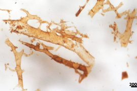 News article thumbnail
